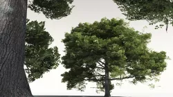 EVERYPlant English Oak 03 -- 10 Models 3D model