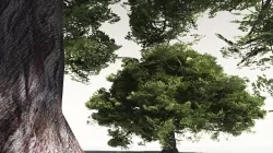 EVERYPlant English Oak 04 -- 10 Models 3D model