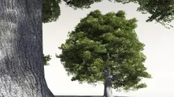 EVERYPlant English Oak 05 -- 10 Models 3D model