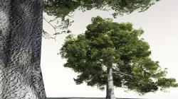 EVERYPlant English Oak 06 -- 10 Models 3D model