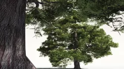 EVERYPlant  English Oak 07 -- 10 Models 3D model