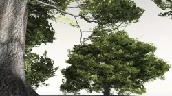 EVERYPlant English Oak 10 -- 10 Models 3D model