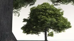 EVERYPlant English Oak 11 -- 10 Models 3D model