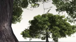 EVERYPlant English Oak 12 -- 10 Models 3D model