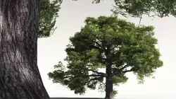 EVERYPlant English Oak 13 -- 10 Models 3D model