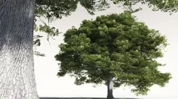 EVERYPlant English Oak 14 -- 10 Models 3D model
