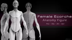Female Ecorche - Anatomy Study 3D model