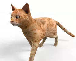 Ginger Cat Rigged Low-poly  3D model