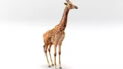 GIRAFFE 3D model