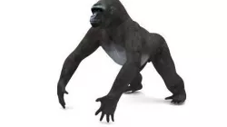 GORILLA 3D model