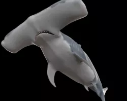 Hammerhead Shark Rigged Low-poly  3D model