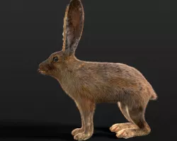 Hare Rabbit Rigged Fur Low-poly  3D model