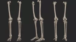 Human Skeletal Leg Bones High Poly 3D model