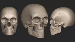 Human Skull High Poly 3D model