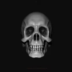 Human Skull Model 3D model
