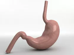 Human Stomach Low-poly  3D model