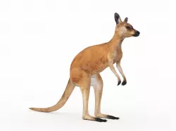 Kangaroo 1 3D model