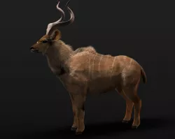Kudu Antelope Rigged Hairs Low-poly  3D model