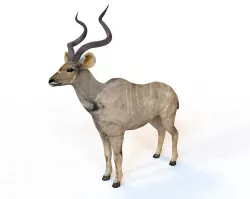 Kudu Antelope Rigged Low-poly  3D model