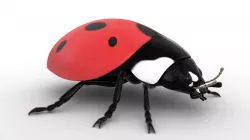 Ladybug 3D model