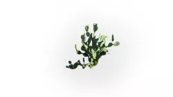 Low Poly Cactus Stylish Low-poly  3D model