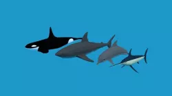 Low Poly Fish Collection 
