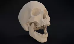 Low poly human skull Low-poly  3D model