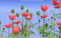 Low Polygon Poppies for Games and Architectural Visualisation Low-poly  3D model
