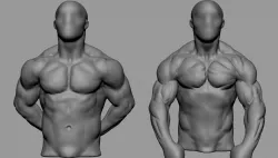 Male Torso Studies 3D model