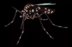 Midge 3D model