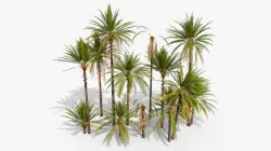 Phoenix Dactylifera Palm Tree Low-poly  3D model