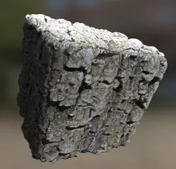 Pine bark texture 3D model