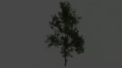 Pine tree 3D model