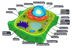 Plant Cell 3D model