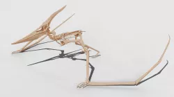 Pteranodon Skeleton 3D model Low-poly  3D model