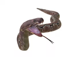 Python Snake Rigged Low-poly  3D model