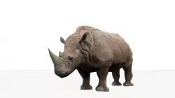Rhino animation Low-poly  3D model