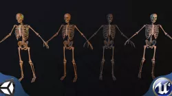 Sceleton 3D model