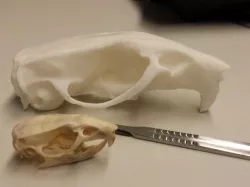 Skull of a rat (Rattus norvegicus)