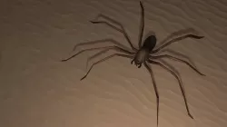 Spider  3D model