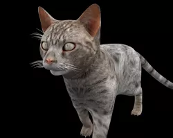Tabby Cat Rigged Low-poly  3D model