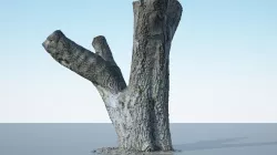 Tree Trunk - 10 3D model