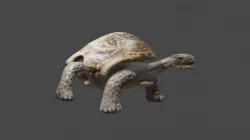 Turtle Low-poly  3D model