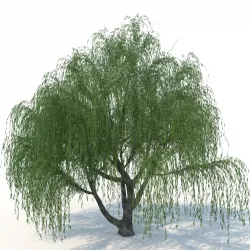 willow tree 3D model