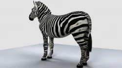 Zebra 3D model
