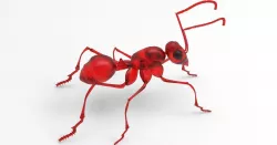 Animal - ant 3D model