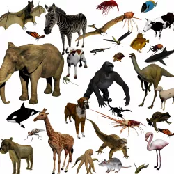 ANIMAL COLLECTION 3D model