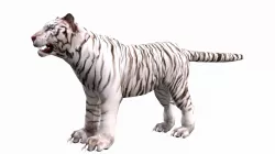 Animal - tiger 3D model