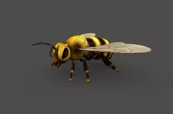 bee 3d model 3D model