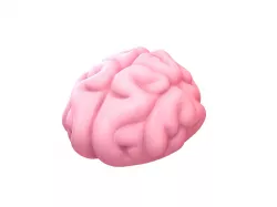 Brain 3D model